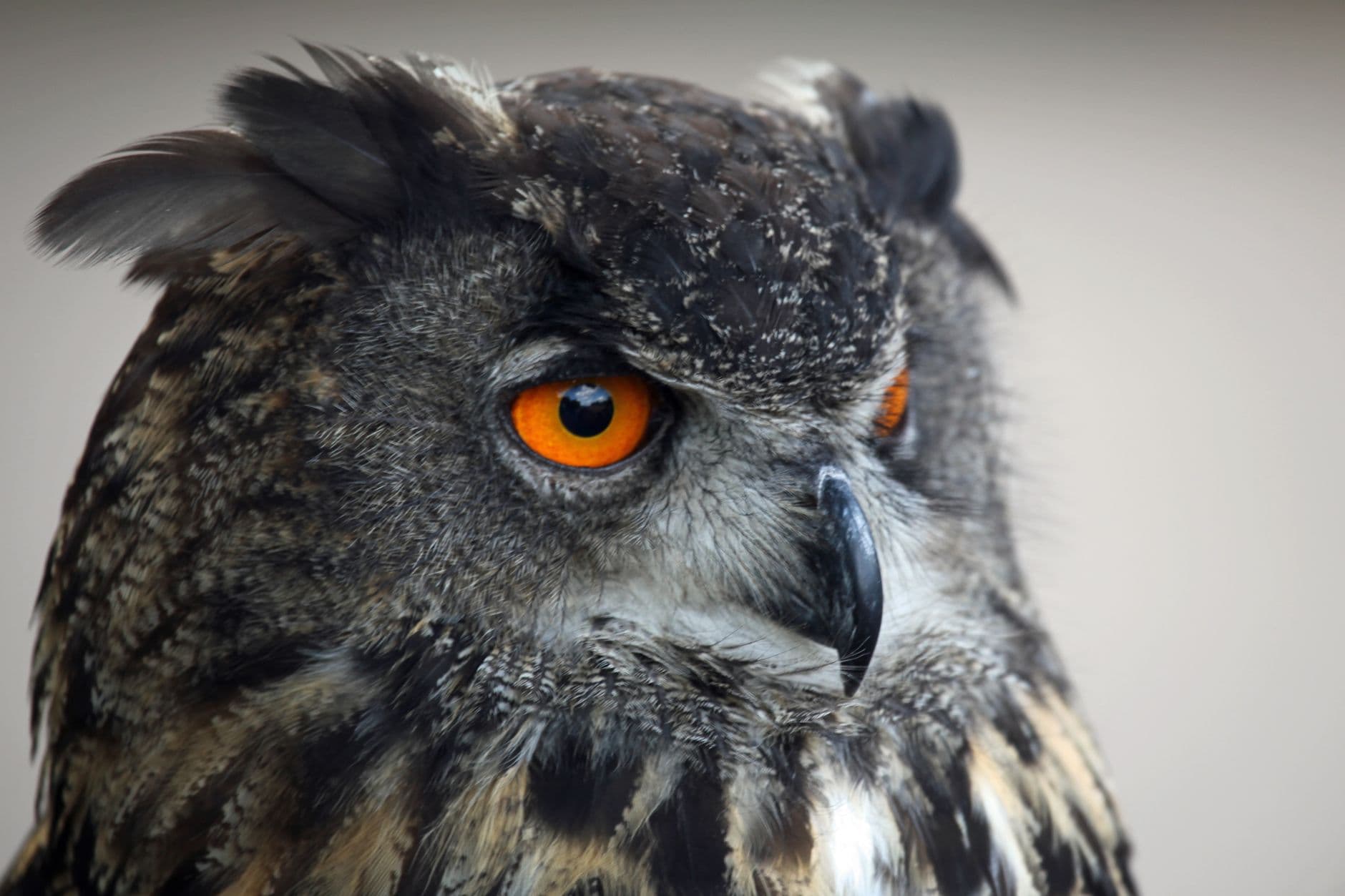Cover image for Comparing Night Owl vs. Early Bird Productivity Routines