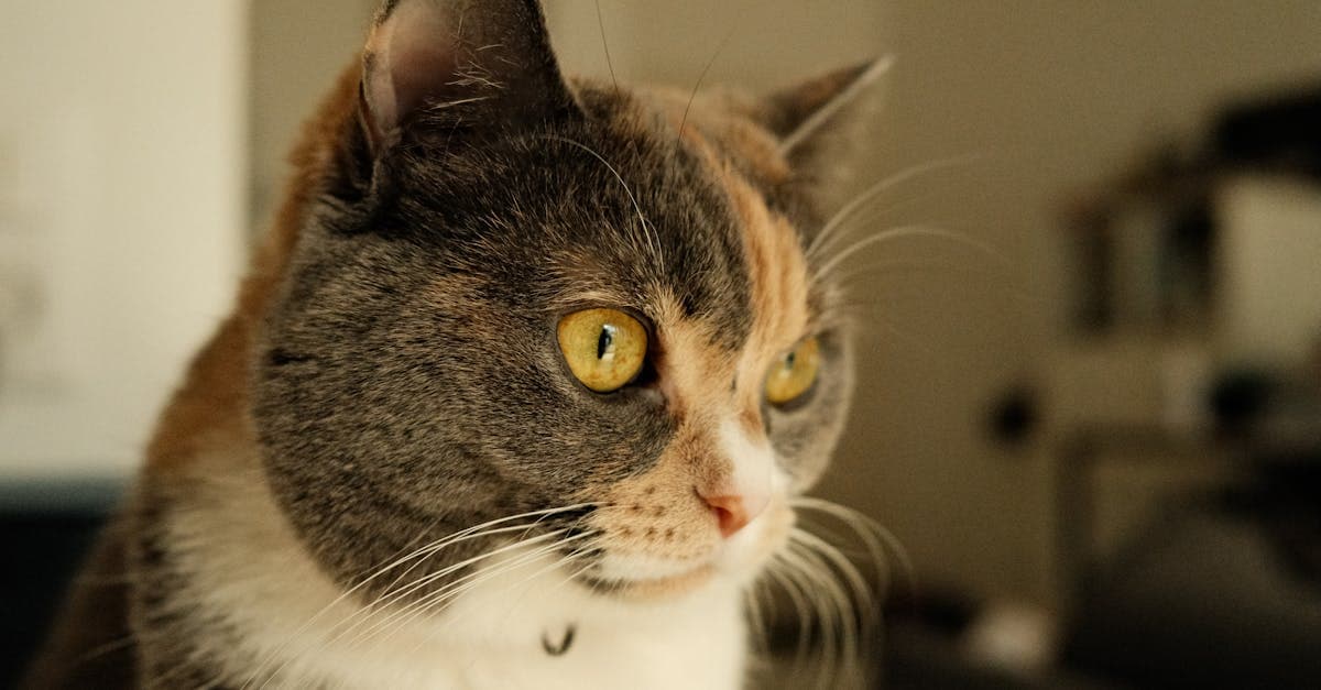 Cover Image for Pet Neutering Guide: Costs, Timing, and Best Options