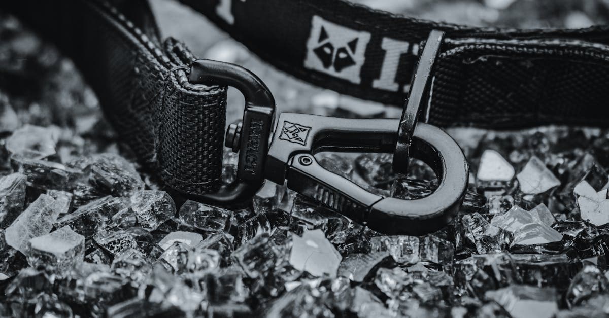 Cover Image for Best Pet Products: 7 Smart Picks for Every Budget