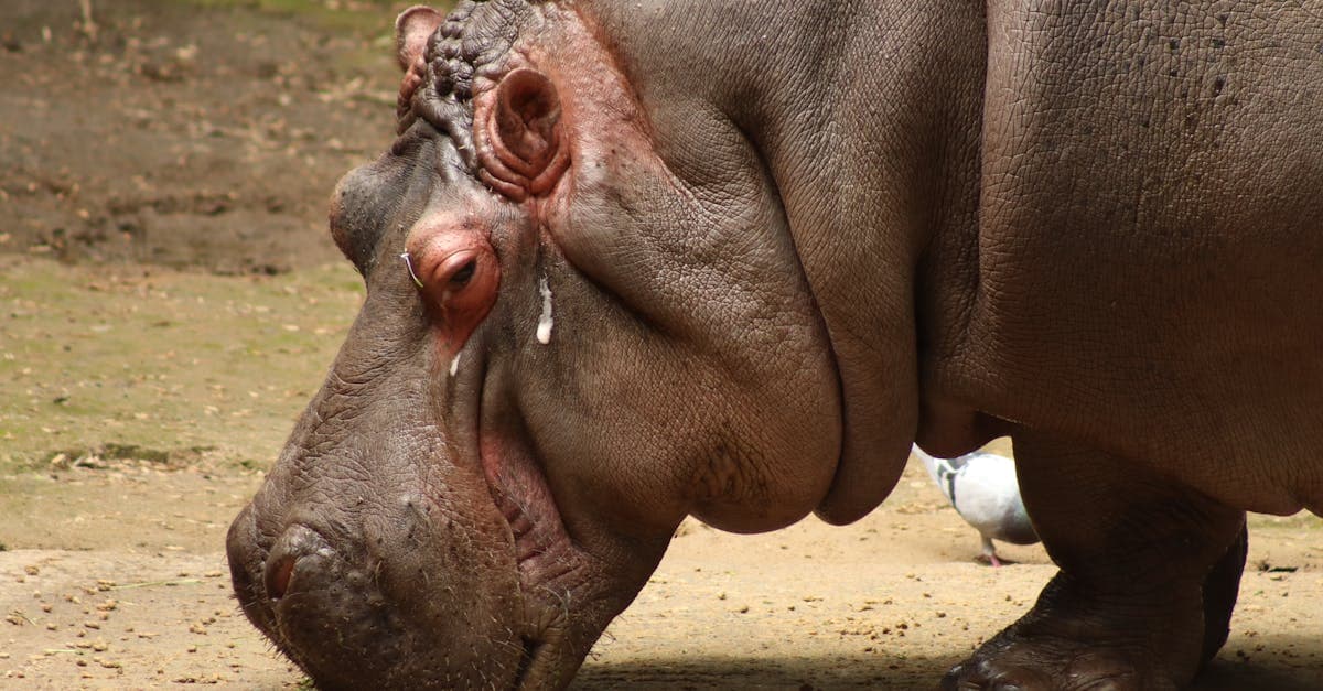 Cover Image for Rhinoplasty Revelations: Transform Your Profile with Expert Insights